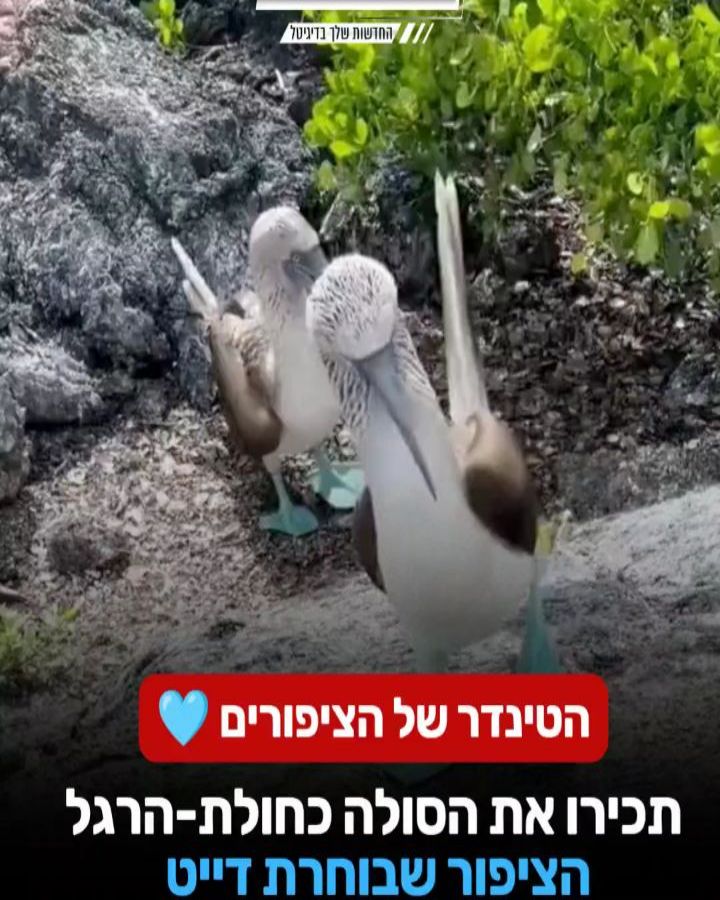הציפור הכחולה שבוחרת זיווג - לפי הרגליים 🐦...