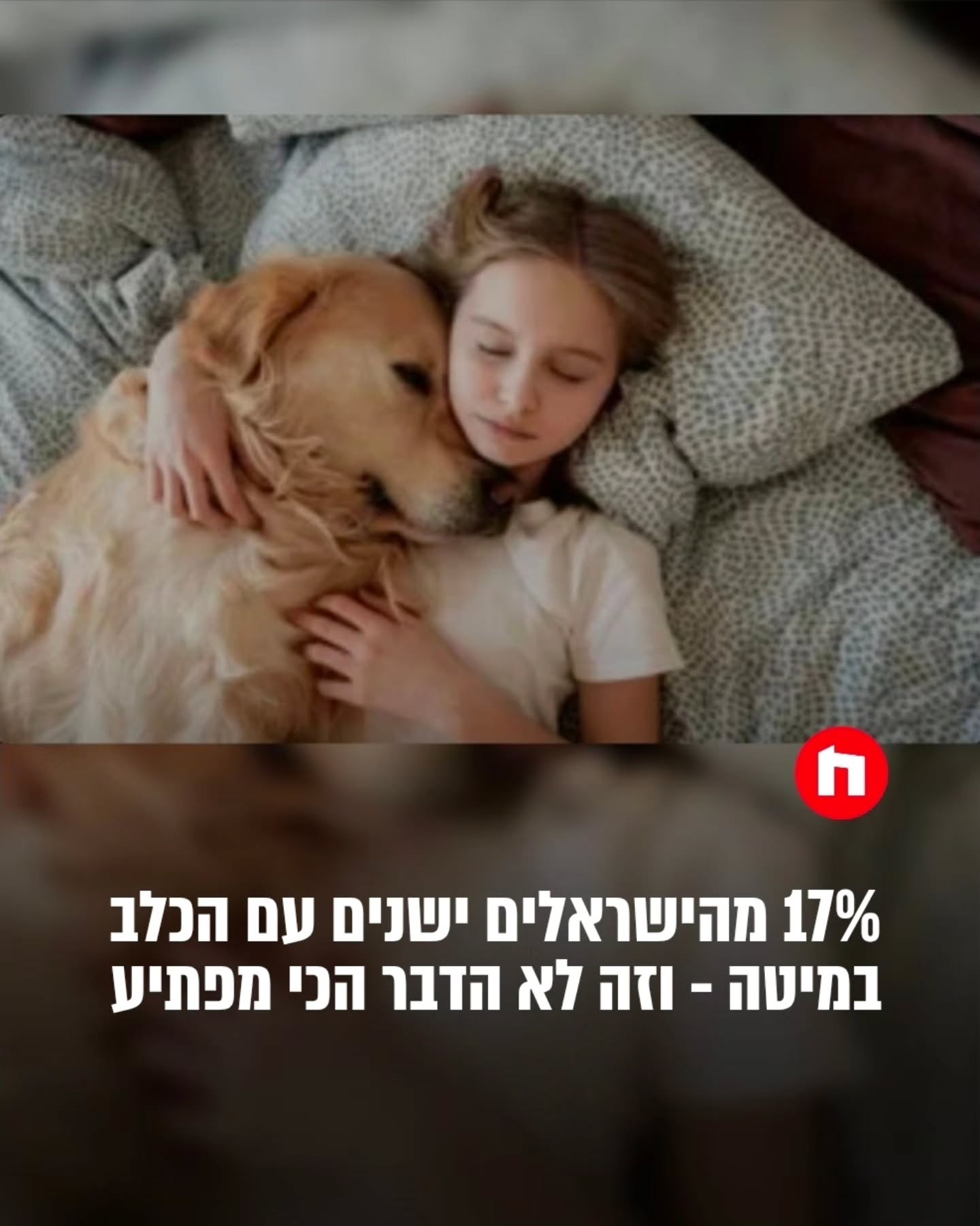 יום הכלב הבינלאומי, שחל היום (26 באוגוסט), הוא הזדמנות להציץ...