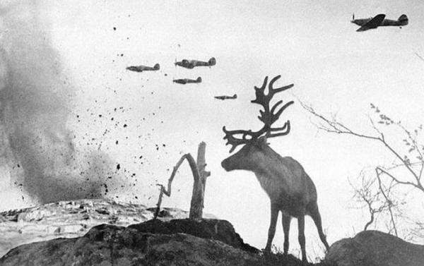 איילים המומים צופים במטוסים גרמניים מטילים פצצות. חצי האי...