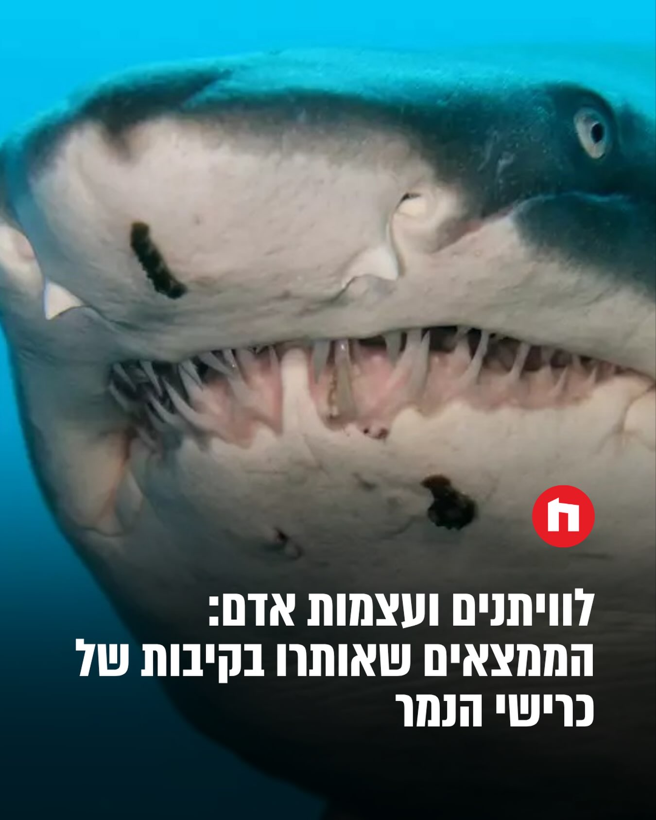 כריש טיגריסי, המוכר גם ככריש נמר או טיגריס הים, זכה במשך השנים...