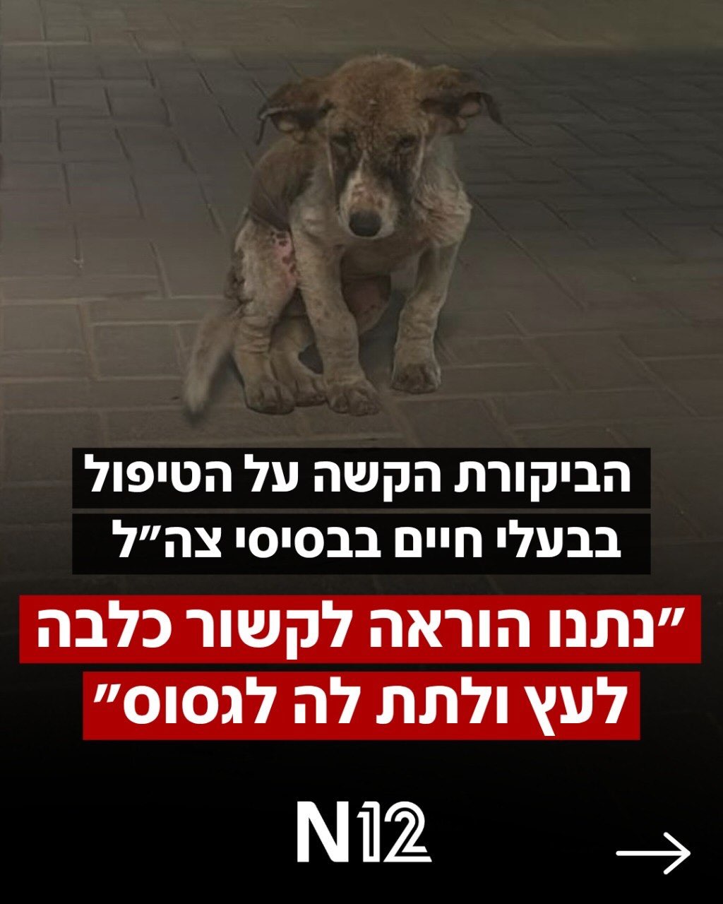 בזמן שפקודות צה”ל אוסרות על חיילים להאכיל או לבוא במגע עם...