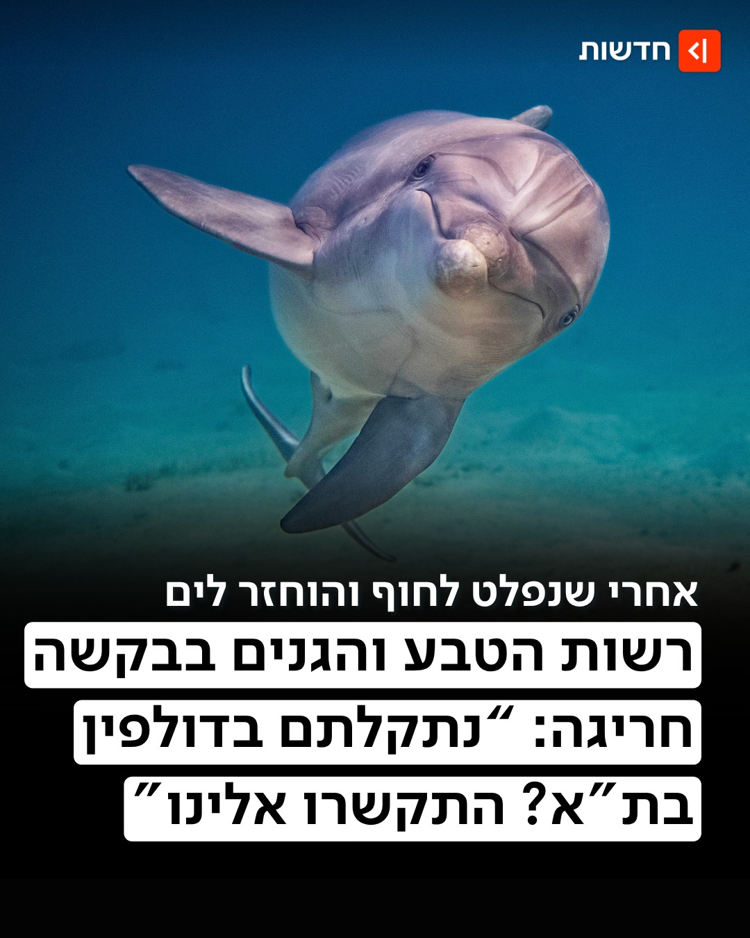 ⁨ "חוששים שהדולפין פצוע - אין להחזירו למים" 🐬...