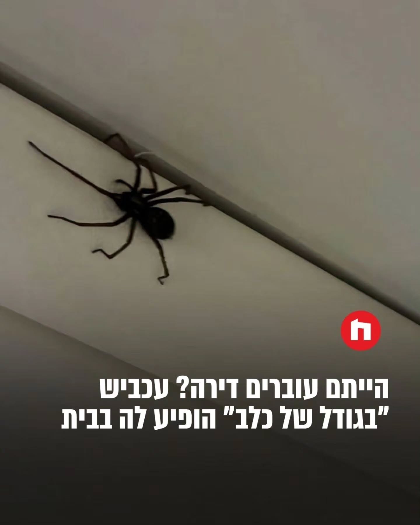יש אנשים שרואים עכביש קטן בפינה ומיד מחפשים כוס ונייר. ויש...