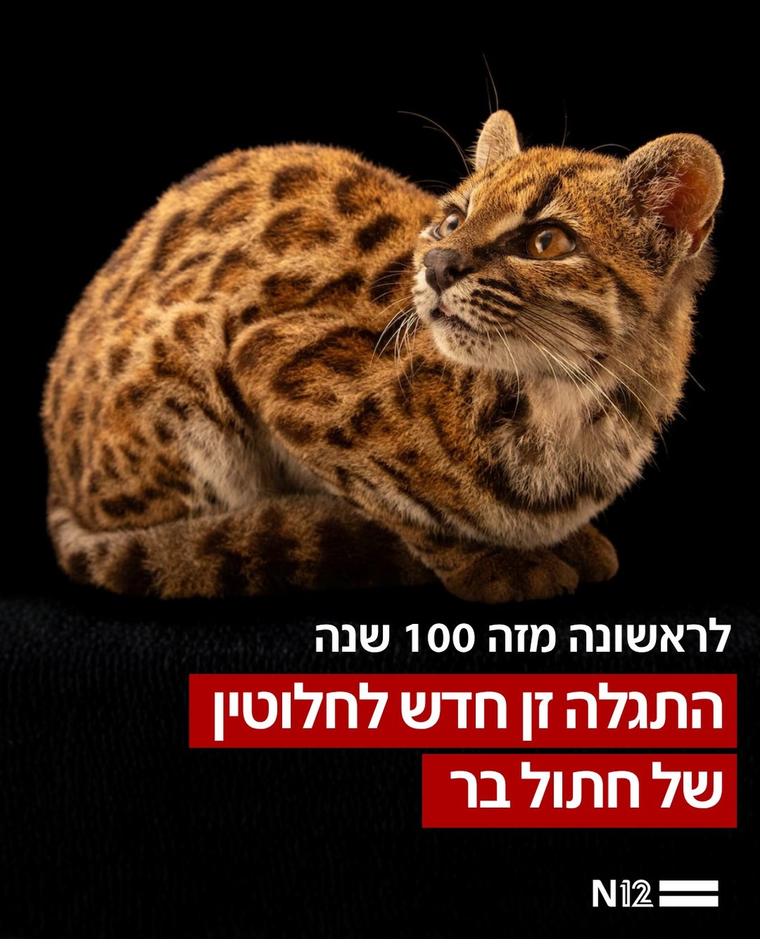 חוקרים בבוליביה הכריזו על גילויו של זן חתוליים חדש למדע: Leopardus...