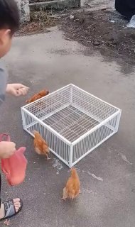 מלכודת ליונים...