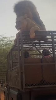 אריה לא רגוע...