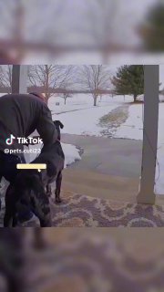 Mấy chiến thần báo thủ tốp đầu thế giới … 🐶🥴😂🥰 