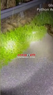שום דבר יוצא דופן רק בחור מפלורידה נאבק בנחש באורך 6 מטר....