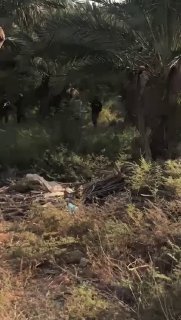 זירת הפיגוע בבקעת הירדן....