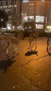 מישהו איבד חמורים בת