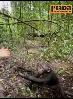 ‏הפארק הלאומי קיבאלה אוגנדה, יער קלינזו