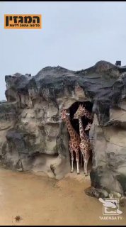 משפחת ג'ירפות מתוקה תופסת מחסה מהגשם🥰