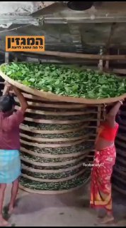 ידעתם שתהליך הכנת המשי מתחיל ב... תולעת המשי? משי טבעי מיוצר...