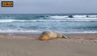 יוליה חוזרת: אחרי שהגיעה אמש לחוף בת ים ונאלצה לחזור אל הים...