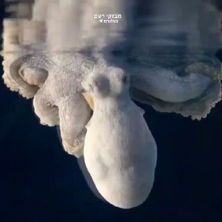 🐙 - תמנון משנה צבע בזמן השינה. ...