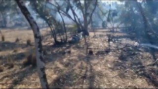 דיווח מעובדי ויערני קק״ל:...