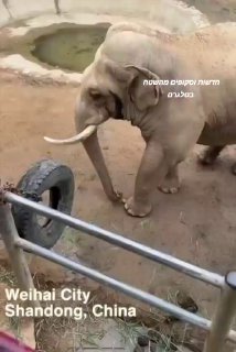 פיל בגן חיות סיני החזיר נעל לילדה שנפלה למתחם שלו....