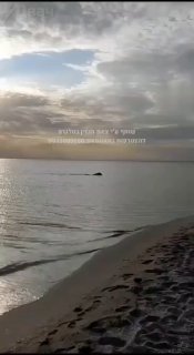 חזיר בר הגיע לחוף בחצי האי קרים. הערוצים הרוסים: החלה הפלישה...