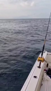 יש דגים גדולים ויש מאוד גדולים! 😅...