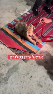 @arielidan14בינתיים בנגב: צעירים מציעים למכירה גור אריות וקוף...
