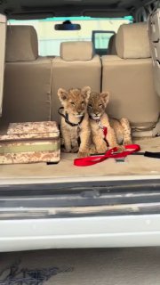 בנתיים בבדואיסטאן שבנגב 
...