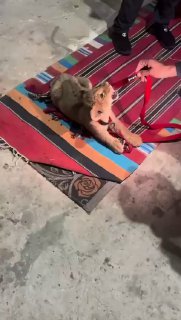 בטח שמעתם על תופעה חדשה של ג'ונגל בפזורה בנגב ובכפרים נוספים...