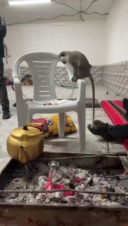 בטח שמעתם על תופעה חדשה של ג'ונגל בפזורה בנגב ובכפרים נוספים...