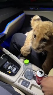 בטח שמעתם על תופעה חדשה של ג'ונגל בפזורה בנגב ובכפרים נוספים...