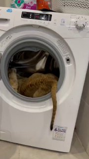 בטח שמעתם על תופעה חדשה של ג'ונגל בפזורה בנגב ובכפרים נוספים...