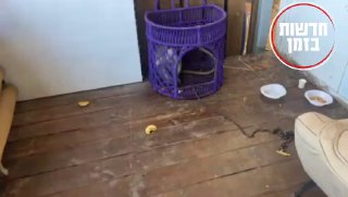 קוף נוסף אותר בשטח פתוח בצפון, המשטרה: ״כל מי שבא במגע עם...