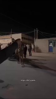 מסכן הסוס איזה גלבה דפק...