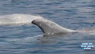 תיעוד: להקת דולפינים במפרץ אילת (רשות הטבע והגנים)...