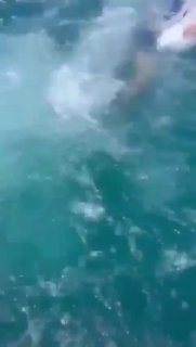 צוות של רשות הטבע חילץ מהים ליד חוף הבונים פלמנגו תשוש...