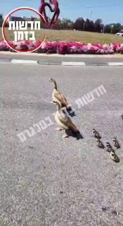 ברווזים ברווזים בואו הביתה......