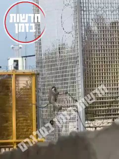 קוף לבנוני חדר למוצב צה