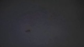 חמאס מפרסמים: בקרוב סרטון תעמולה נוסף...