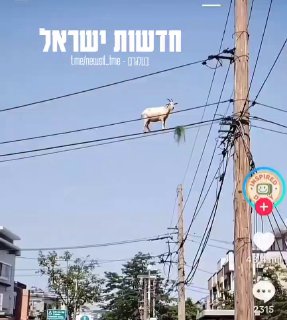 איך הוא הגיע לשם? 🤣🤣...