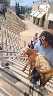 מנסה להביא קורבן ולשחוט אותו בהר הבית...