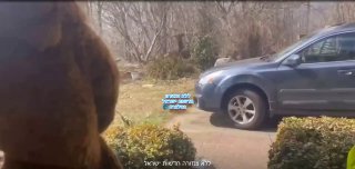 רעיון מקורי: אדם התחפש לדוב - והבריח דוב שחור מחצר ביתו...