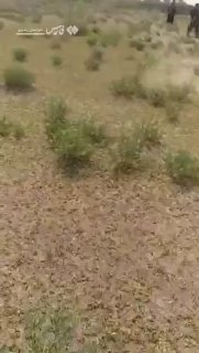 עשר המכות: מכת ארבה בכפר באיראן....