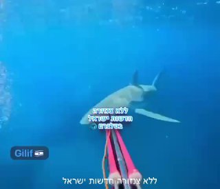 מתעמת עם הכריש: תיעוד דרמטי מלפני חודשיים בחוף חדרה, שם הותקף...