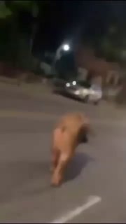 מה אתה לא רואה חזיר...