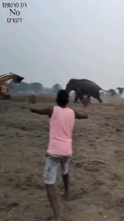 נראה לי הפיל קיבל זעזוע מוח...