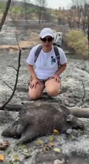 תנים, דורבנים וזוחלים מתו בשריפה: 