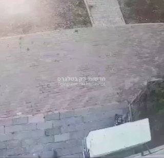 אירוע חמור בנוף הגליל: אישה תיעדה ילדים מתעללים בכלב - האמא של...