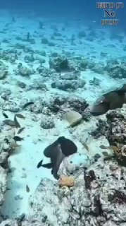 מנגנון הגנת הסוואה של תמנון
...