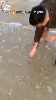 סוסון ים בתל אביב...
