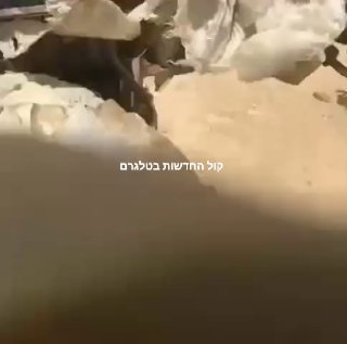 דיווחים בתימן...