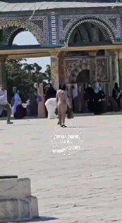 הערבים מדווחים: יהודי ניסה להקריב קורבן בהר הבית לכבוד חג...