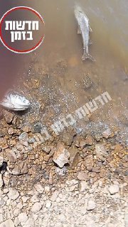 ברכת רם בגולן - אלפי דגים מתים...